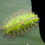 Caterpillar (IMG 3192 copy)