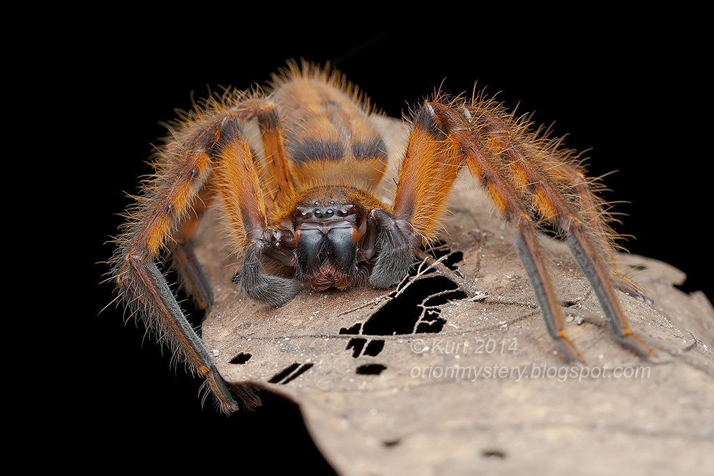 Golden Huntsman Spider (IMG 3839 copy)