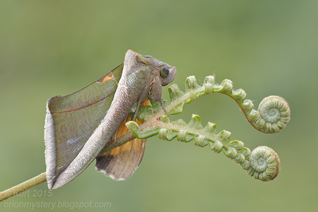 Owlet Moth ( MG 5503 copy)