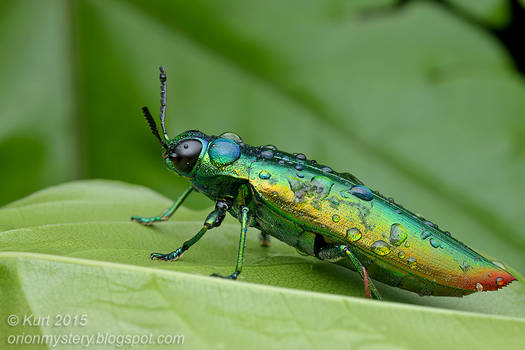 Gorgeous Jewel Beetle (IMG 7840a copy)