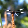 Dragonfly II