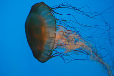 Glowing Jellyfish