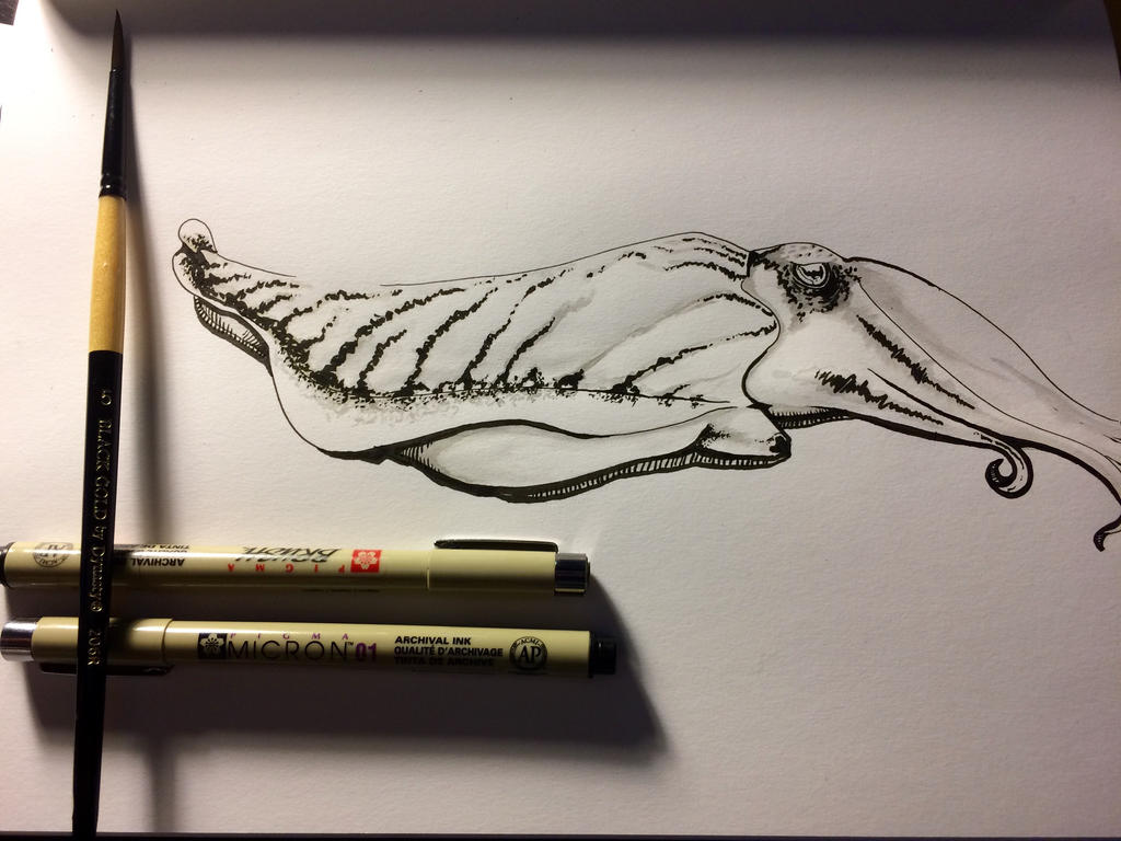 Cuttlefish sketch by MrJPax21189 on DeviantArt