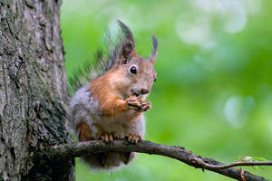 squirrel