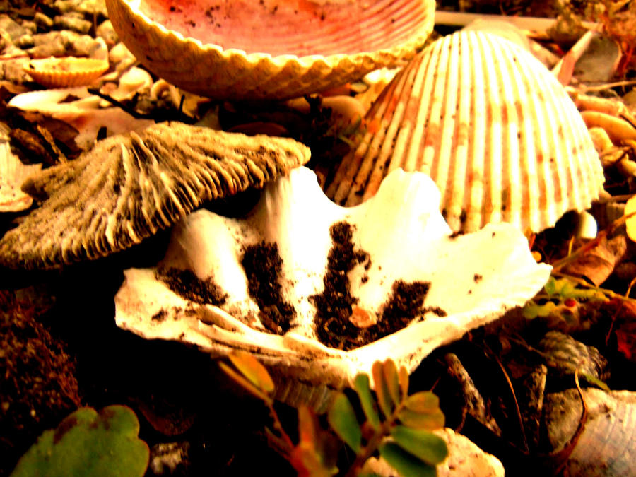 shells by dyzemra on DeviantArt