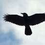 Crow in Sky