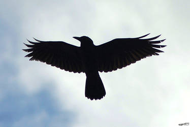 Crow in Sky