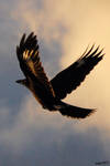 Pied Currawong Flying Away by Creative-Addict