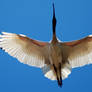 Australian White Ibis