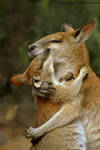 Mother and Baby Wallaby Hug by Creative-Addict