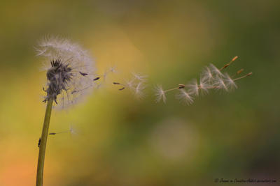 Dandelion in the Wind by Creative-Addict