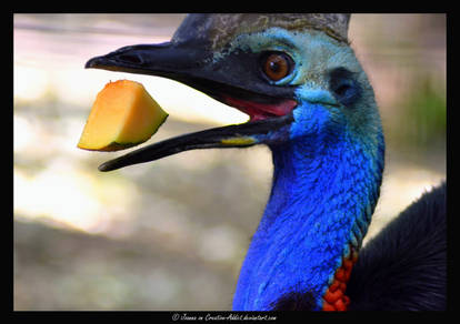 Southern Cassowary Eating