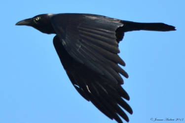 Jet Black Crow