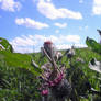 Journey of Five Little Thistles