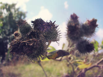 Saga of Five Little Thistles Continues
