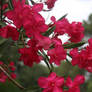 Oleander:Flower of New Orleans