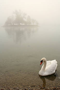 -swan2-