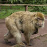 Ape with child