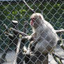 Animal 2