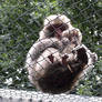 Animal 3