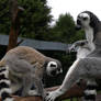 Animal 4