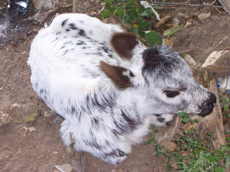 Baby William Snape Cow