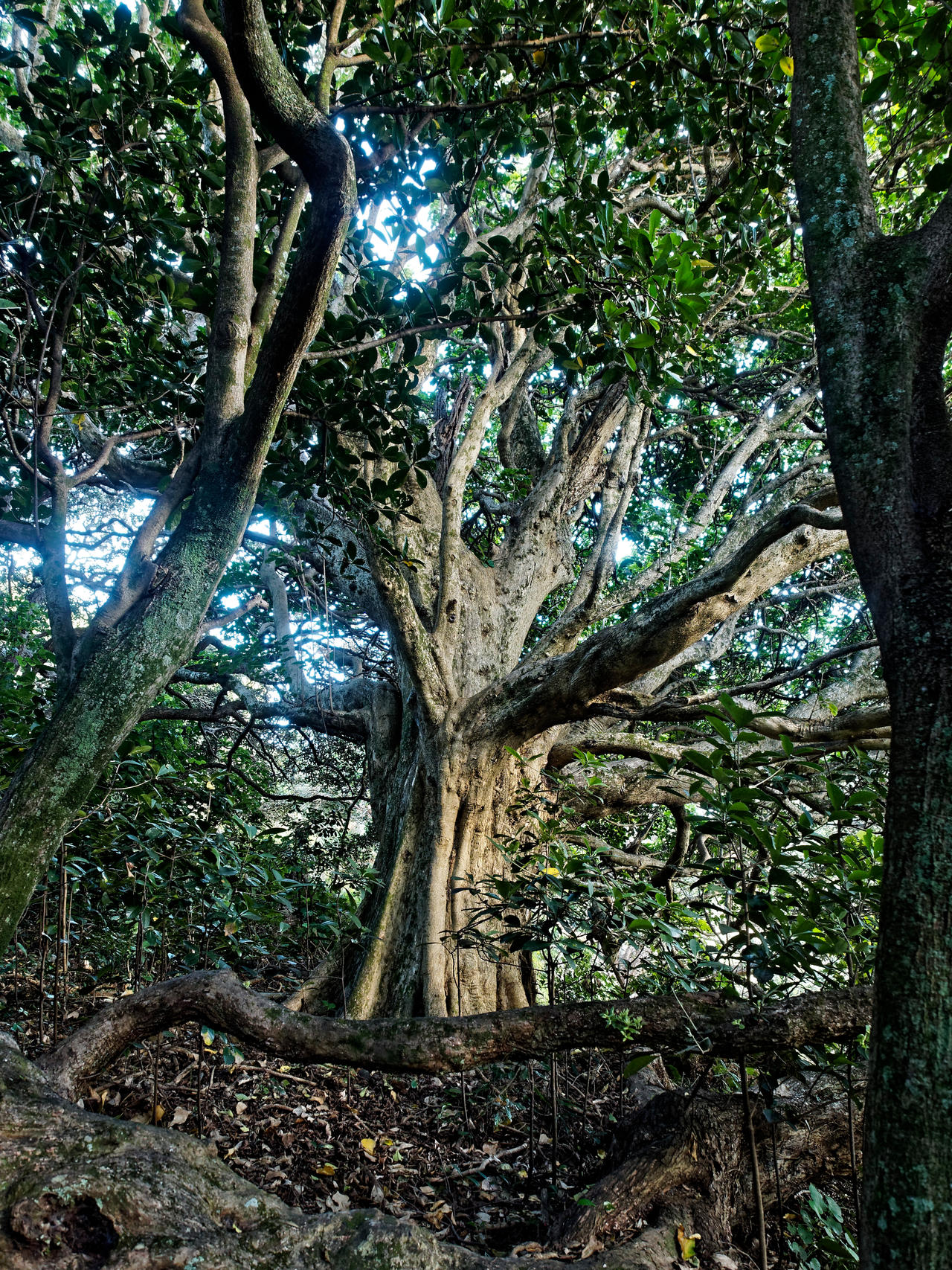 Some tree near gemstone cove