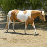 Palomino Paint Horse Stock 4