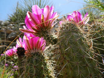 Cactus Blooms 2