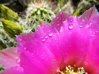 Cactus Bloom Pedals.