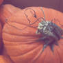 pumpkin.