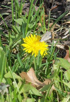 Butterfly ID