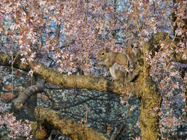 Lady of the Tree