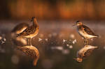 Wood Sandpipers by Dtomi84