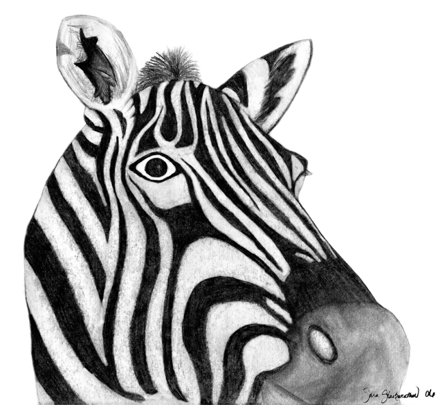 zebra