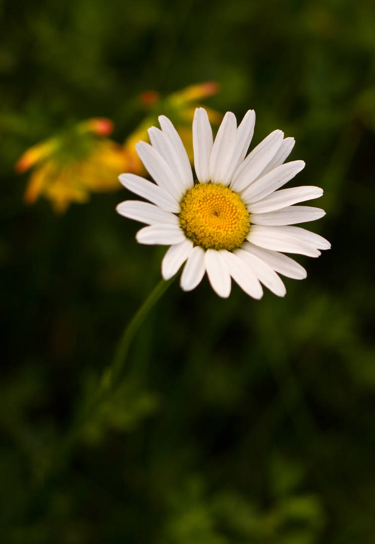 Daisy Do by waves-of-illusion on DeviantArt