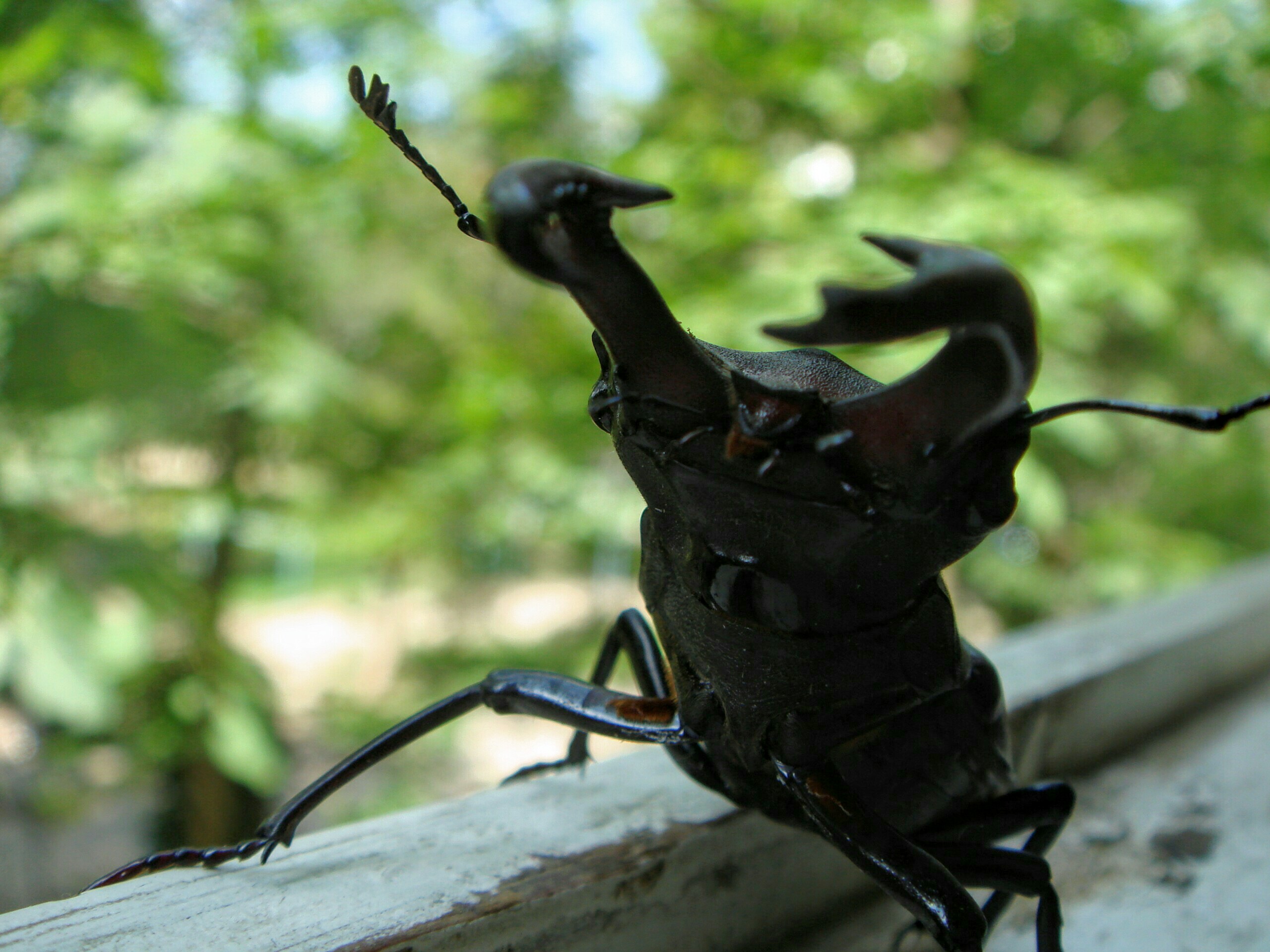 Stag-beetle