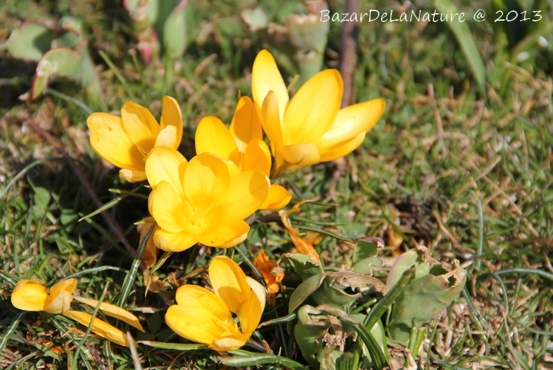 First crocus