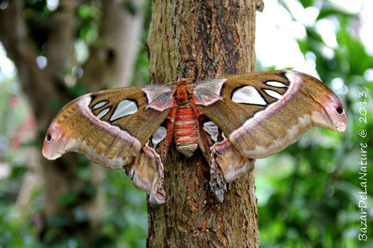 Attacus atlas