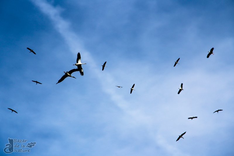 Storks flock