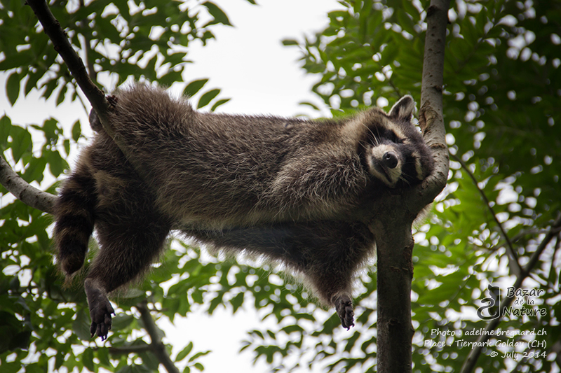 Best hammock in the world