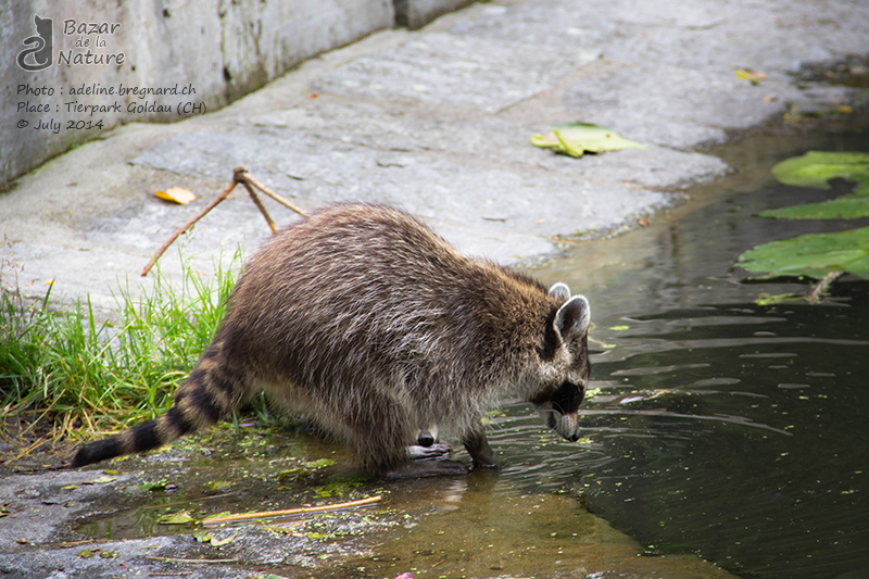 Washing paws