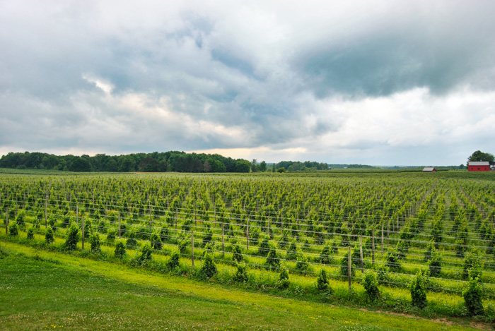 mystery winery