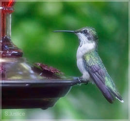 Magestic Merlin at the Feeder