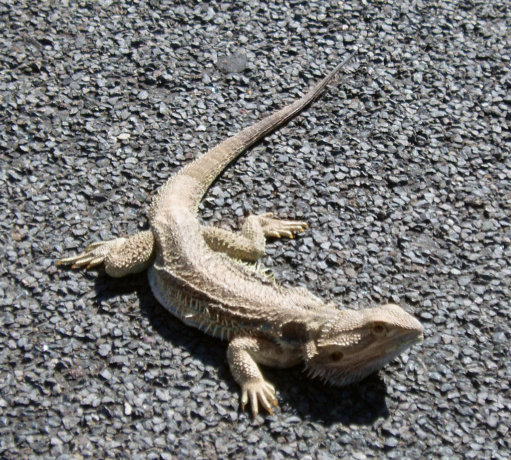 Lizard 02