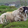 Ram 01