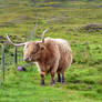 Highland Cattle 03