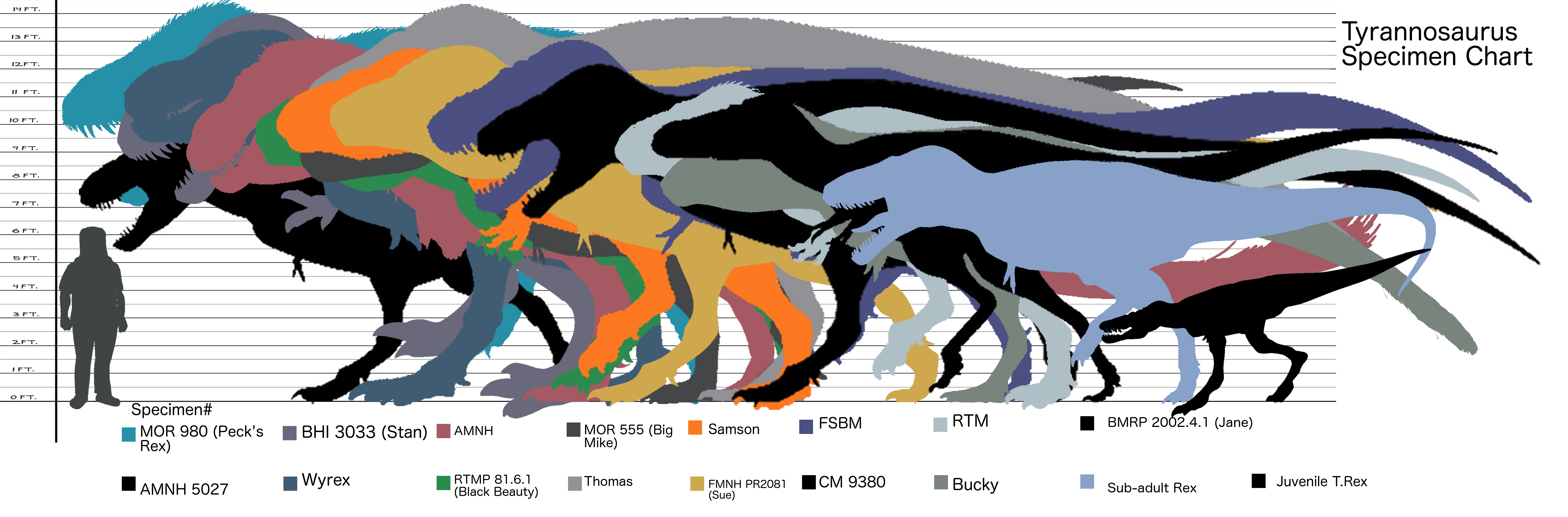 Tyrannosaurus-specimen Chart *update 2017*