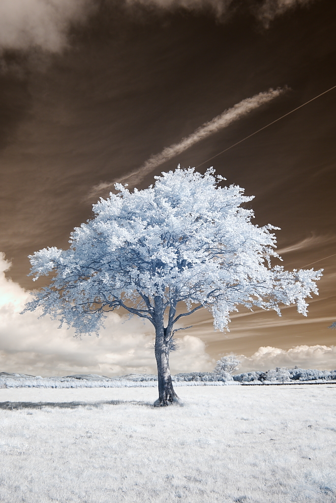 Infrared Tree