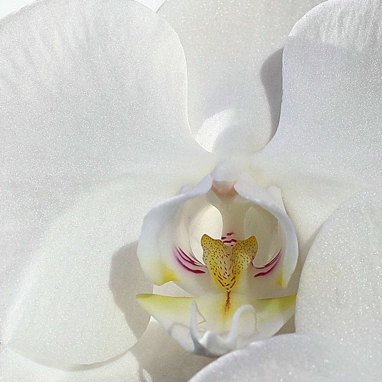 White Orchid 6